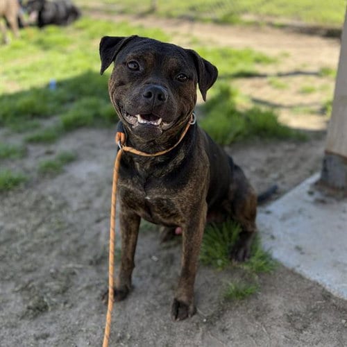 Photo of Mali, adoptable Pit Bull Terrier in Modesto, California