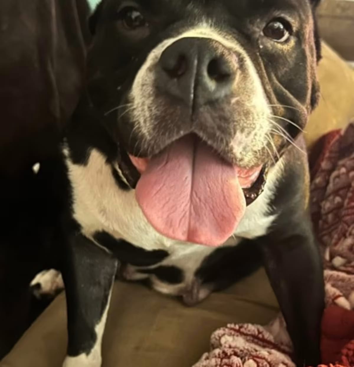 Photo of Mizzy IN FOSTER, adoptable American Bulldog/Boxer in New Orleans, Louisiana