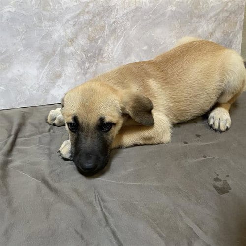 Photo of Peyton, adoptable German Shepherd Dog in Modesto, California