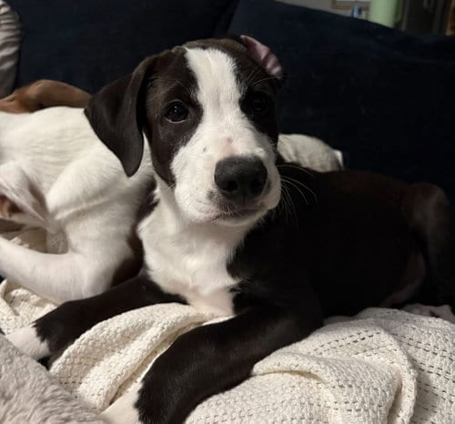 Photo of Howdy, adoptable Labrador Retriever in Sheboygan, Wisconsin