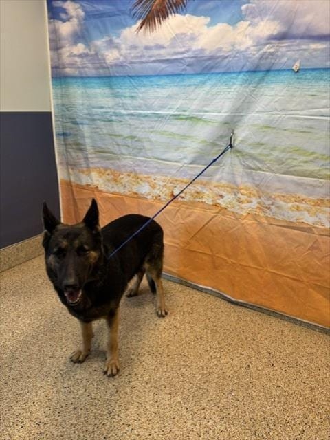 Photo of Primrose, adoptable German Shepherd Dog in Miami, Florida