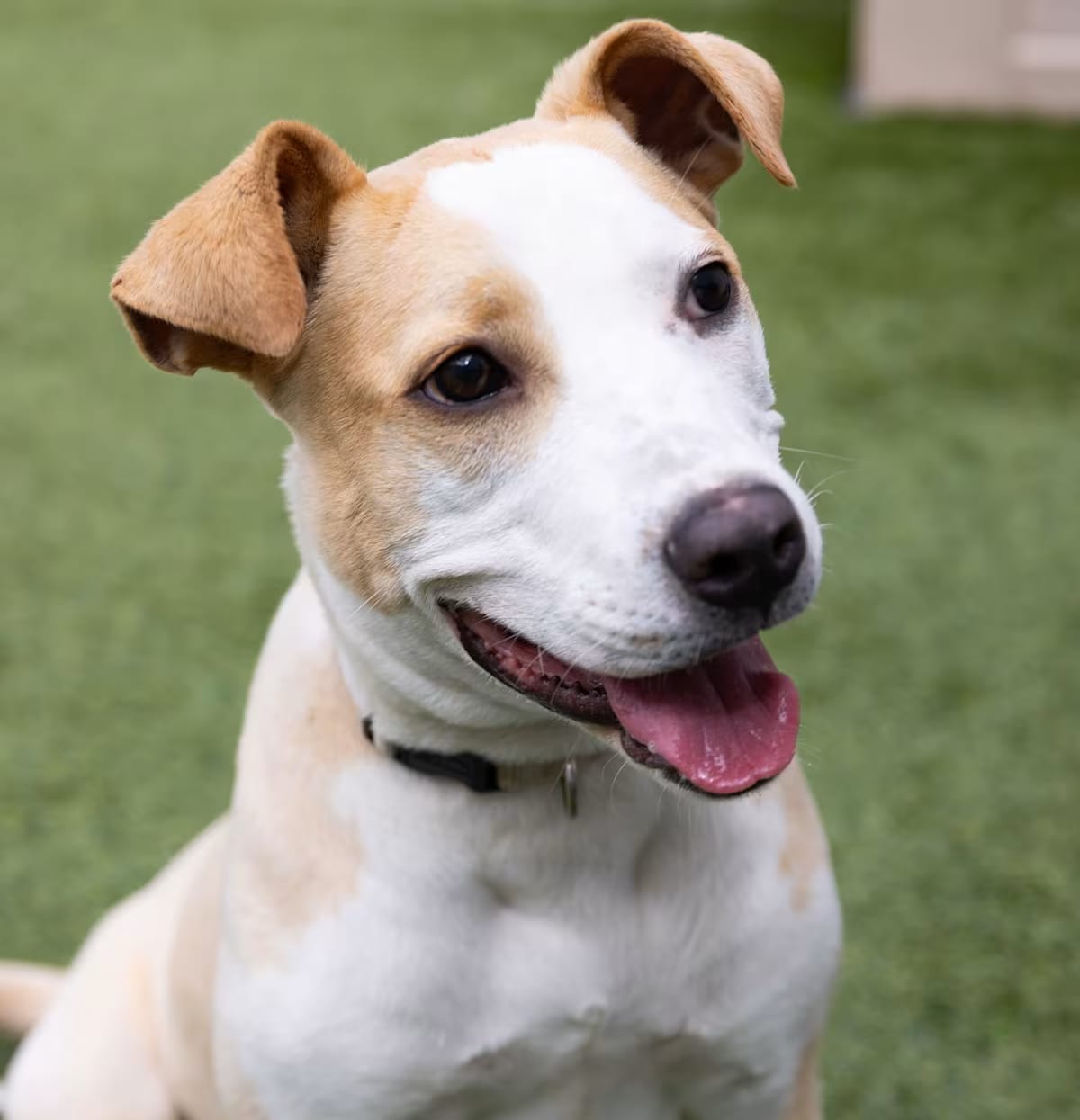 Photo of Bambi, adoptable Mixed Breed (Medium) in BROOKLYN, New York