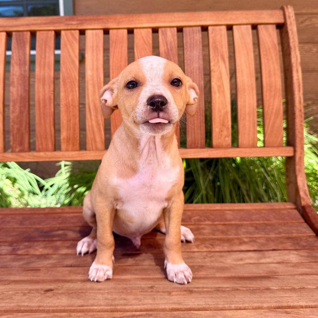 Photo of Barry, adoptable Chihuahua in Agoura Hills, California