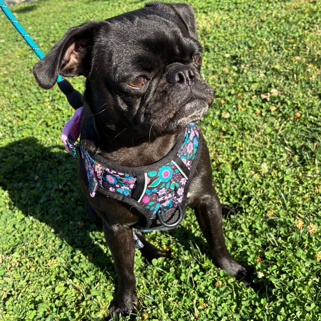 Photo of Momo, adoptable Pug in California, California