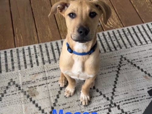 Photo of Moose, adoptable Labrador Retriever in Ball Ground, Georgia