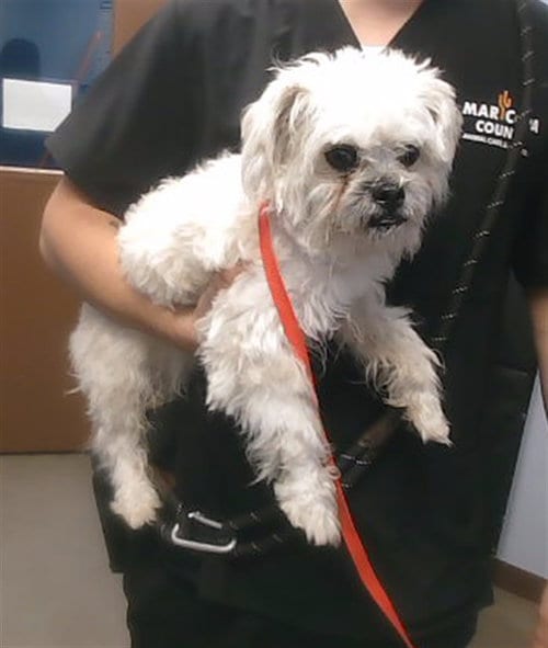 Photo of Vanilla, adoptable Maltese in Phoenix, Arizona