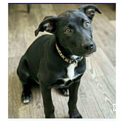 Photo of Vader, adoptable German Shepherd Dog Labrador Retriever in Melbourne, Arkansas