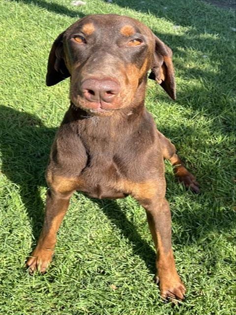 Photo of Canelo, adoptable Doberman Pinscher in San Bernardino, California