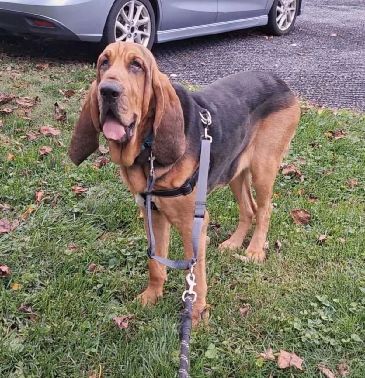 Photo of Copper, adoptable Bloodhound in Silver Spring, Maryland