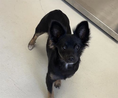 Photo of Puma, adoptable Papillon in Santa Cruz, California