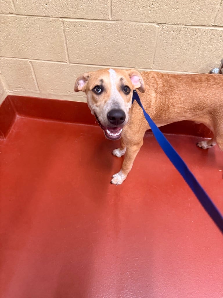Photo of Superman, adoptable Mixed Breed in Douglasville, Georgia