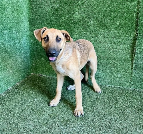 Photo of Adriana, adoptable German Shepherd Dog in Lancaster, California