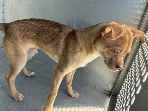 Photo of Benny, adoptable Chihuahua in Phoenix, Arizona