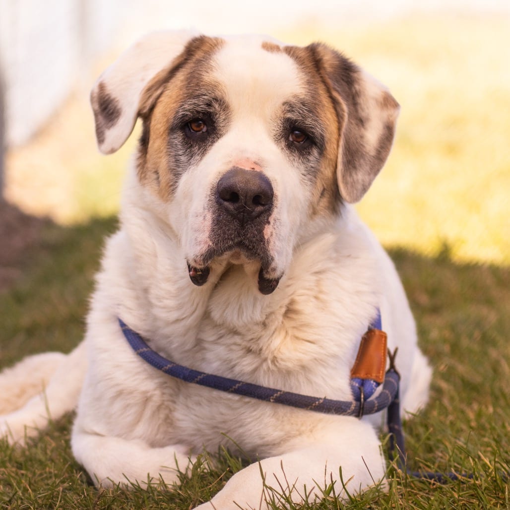 Photo of Yumi, adoptable Saint Bernard in Hayden, Idaho