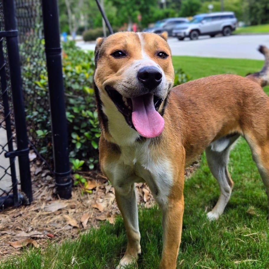 Photo of Douglas, adoptable Mixed Breed in Douglasville, Georgia