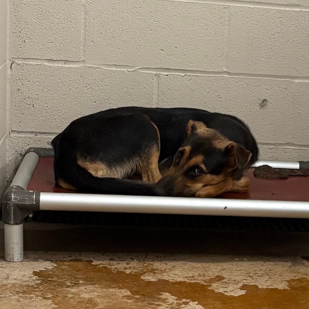 Photo of Stan 053101U, adoptable Shepherd / Mix in Tupelo, Mississippi