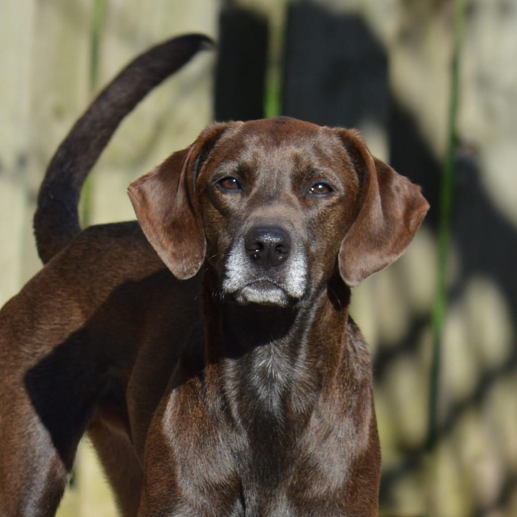 Photo of Boss Man, adoptable Coonhound, Treeing Walker