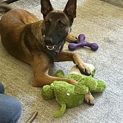 Photo of Rambo located in California, adoptable Belgian Malinois in Imlay City, Michigan