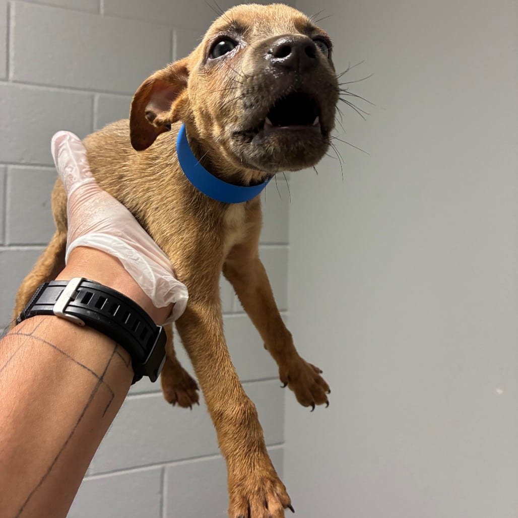 Photo of Toyota, adoptable Mixed Breed (Small) in Chattanooga, Tennessee