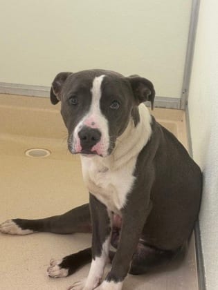 Photo of Tank, adoptable Terrier, Pit Bull/Mix in Raeford, North Carolina