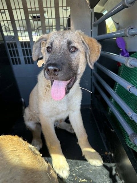 Photo of Eve, adoptable Anatolian Shepherd in Fairfield, California