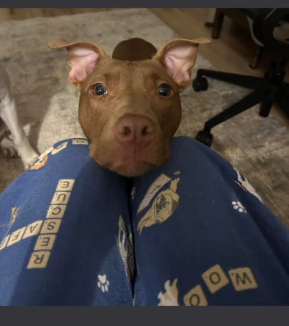 Photo of Carolyn, adoptable dog in Chamblee, Georgia