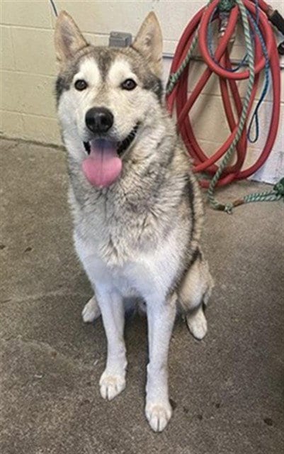 Photo of Baker, adoptable Siberian Husky in Sacramento, California