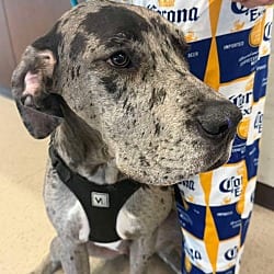 Photo of Athena, adoptable Great Dane in Bullard, Texas