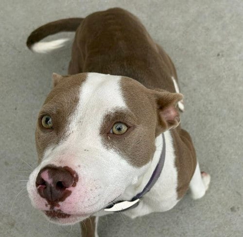 Photo of Mae-Mae, adoptable Pit Bull Terrier in Tulsa, Oklahoma