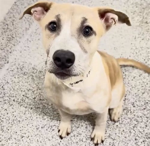 Photo of Pepsi, adoptable Labrador Retriever in Houston, Texas