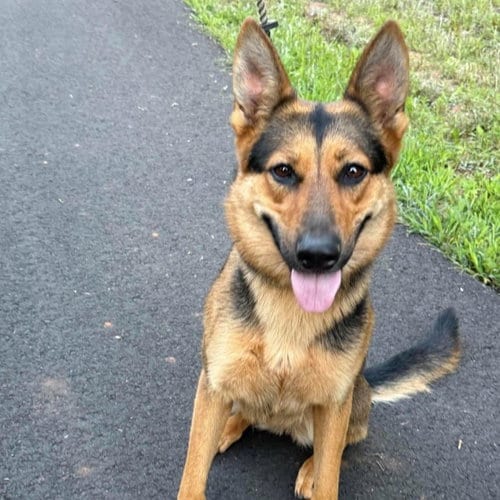 Photo of Ellie, adoptable German Shepherd Dog in Spring Lake, North Carolina