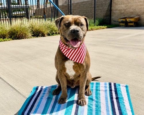 Photo of Ranger, adoptable Pit Bull Terrier in Orange, California
