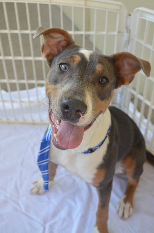 Photo of Spain, adoptable American Pit Bull Terrier in McKinney, Texas