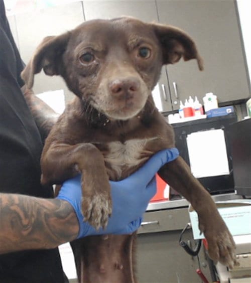 Photo of Diamond, adoptable Chihuahua in San Bernardino, California