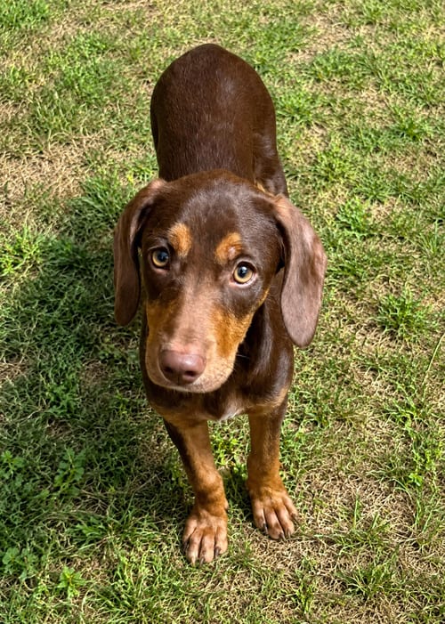 Photo of Rusty Roo, adoptable Hound in Royal Palm Beach, Florida