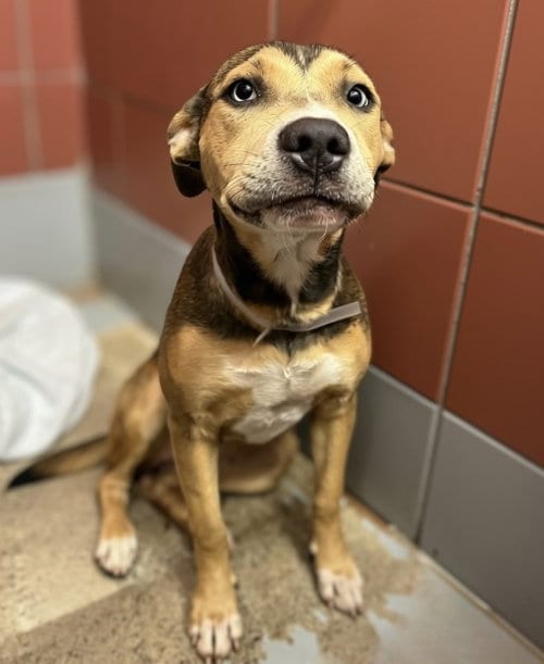 Photo of Velvet, adoptable German Shepherd Dog in Houston, Texas