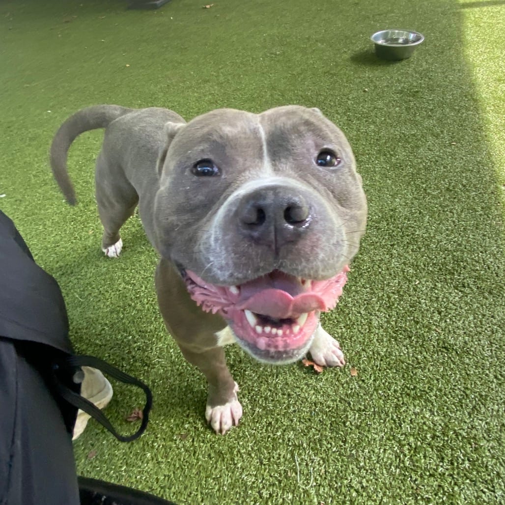 Photo of Rhino, adoptable Mixed Breed (Medium) in Greensboro, North Carolina