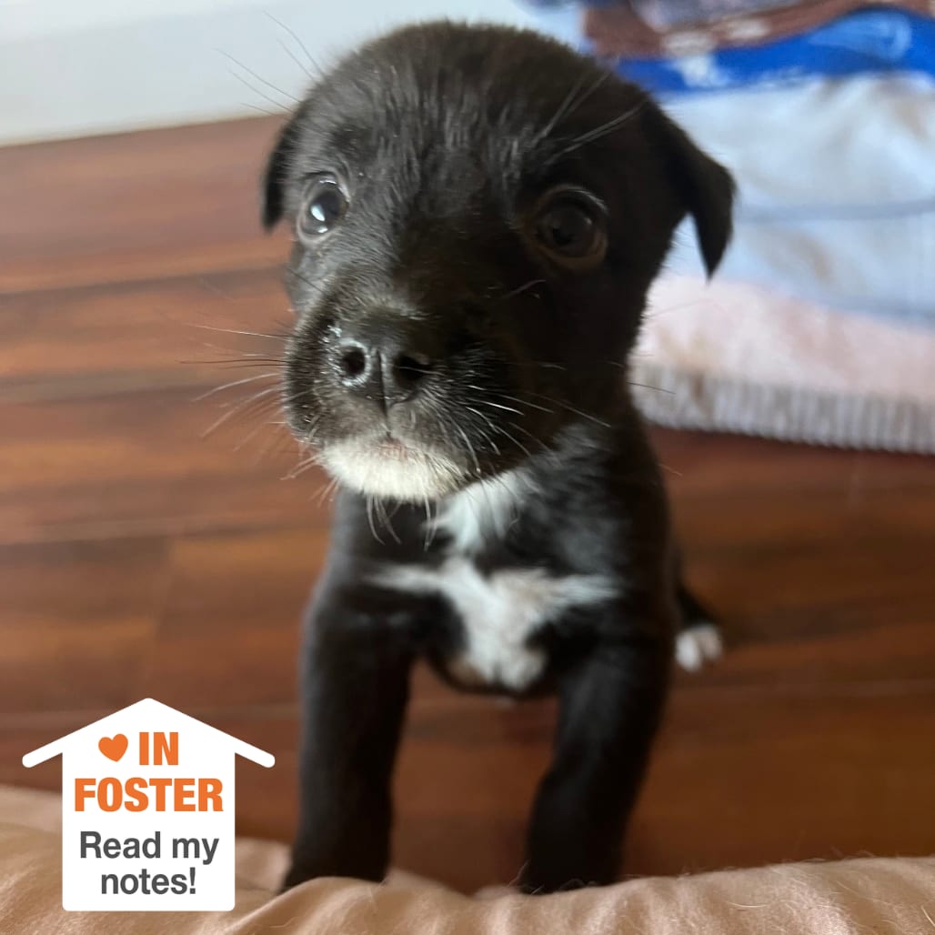 Photo of Casaba, adoptable Shepherd / Retriever, Labrador in Kanab, Utah