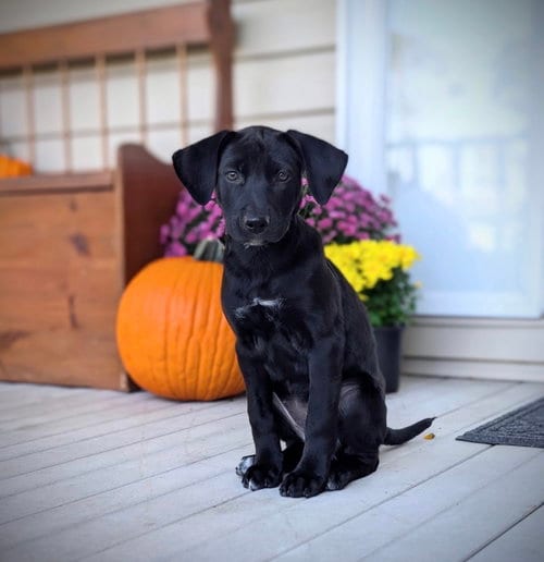 Photo of Petrie (NY-Danielle), adoptable Labrador Retriever in SHERBURNE, New York