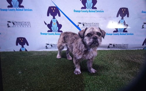 Photo of A605914, adoptable Border Terrier in Orlando, Florida