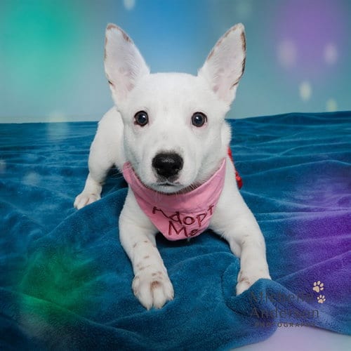 Photo of Mia, adoptable Jack Russell Terrier (Parson Russell Terrier) in Corona, California
