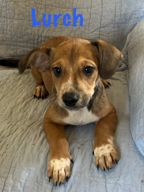 Photo of Lurch, adoptable Dachshund in Pipe Creek, Texas