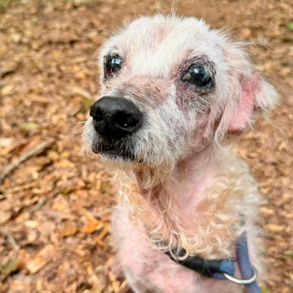 Photo of Sasha Aurora, adoptable Mixed Breed (Small) in Whitestone, New York