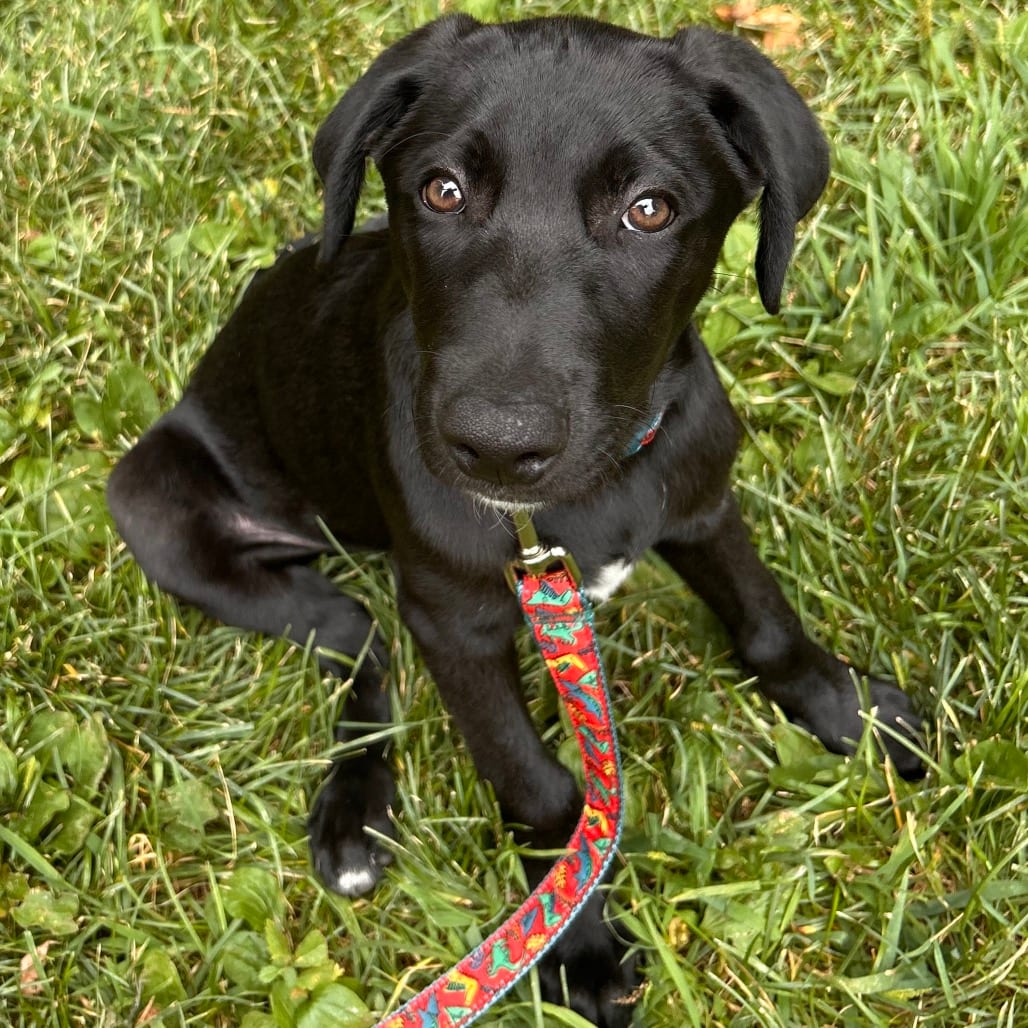 Photo of Molasses, adoptable Retriever, Labrador / Mixed Breed (Medium) in Buffalo, Minnesota