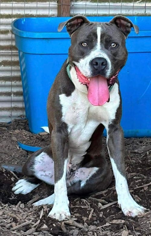 Photo of Maverick: At shelter, adoptable Pit Bull Terrier in Rustburg, Virginia