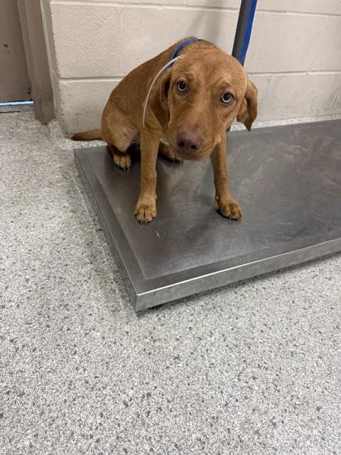 Photo of A431946, adoptable Vizsla in Conroe, Texas
