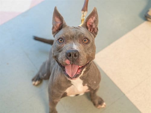 Photo of Sapphire, adoptable Staffordshire Bull Terrier in Martinez, California