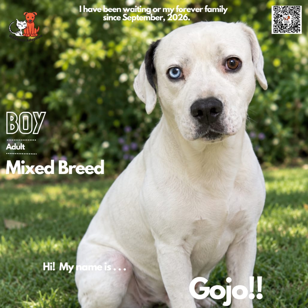 Photo of Gojo, adoptable Mixed Breed (Medium) in Westminster, California