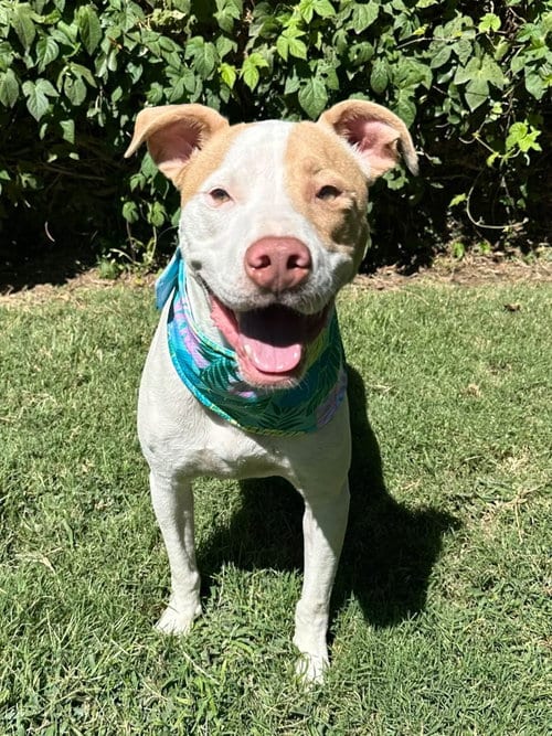 Photo of Kirby, adoptable American Pit Bull Terrier in Redlands, California