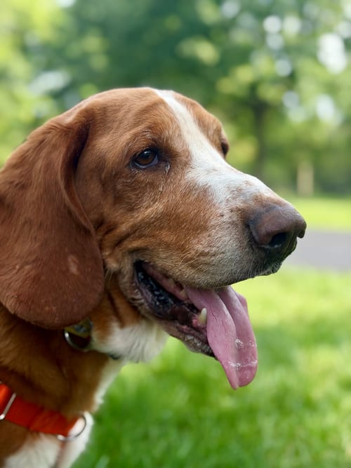 Photo of Duke, adoptable Basset Hound in Milmay, New Jersey